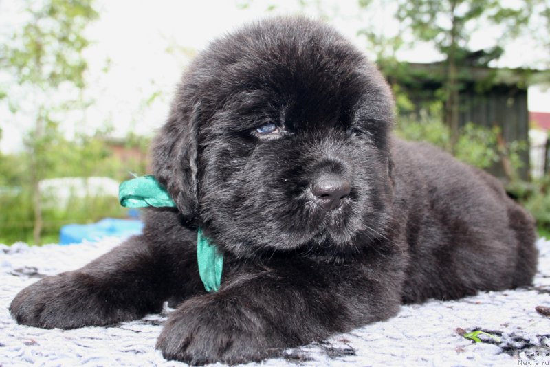 Фото: ньюфаундленд Chernaya Mafia Shape of my Heart (Черная Мафия Шапе оф му Хеарт)