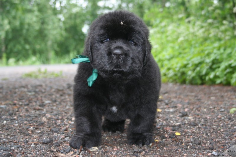 Фото: ньюфаундленд Chernaya Mafia Shape of my Heart (Черная Мафия Шапе оф му Хеарт)