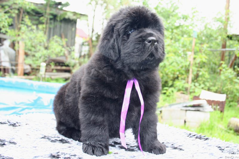 Фото: ньюфаундленд Chernaya Mafia Shrodinger Theory (Черная Мафия Шродингер Тхеору)