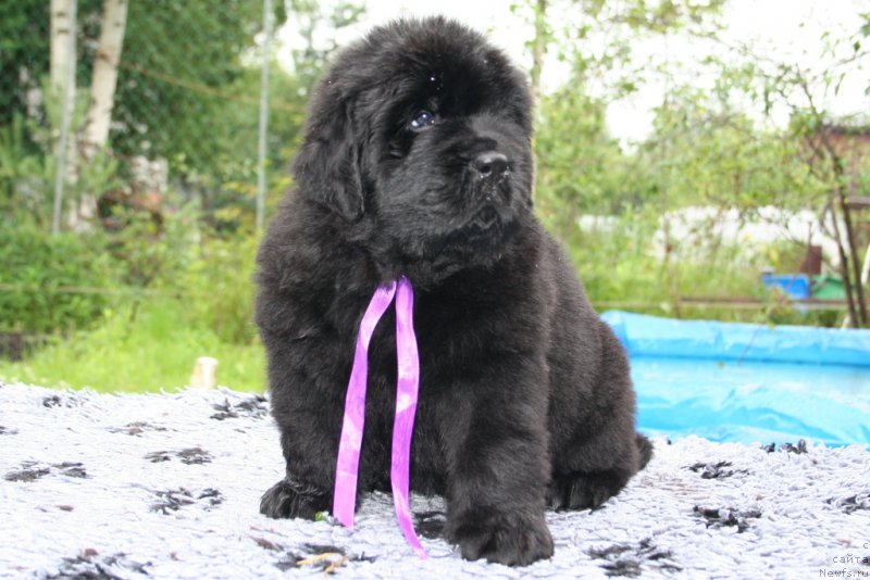 Фото: ньюфаундленд Chernaya Mafia Shrodinger Theory (Черная Мафия Шродингер Тхеору)