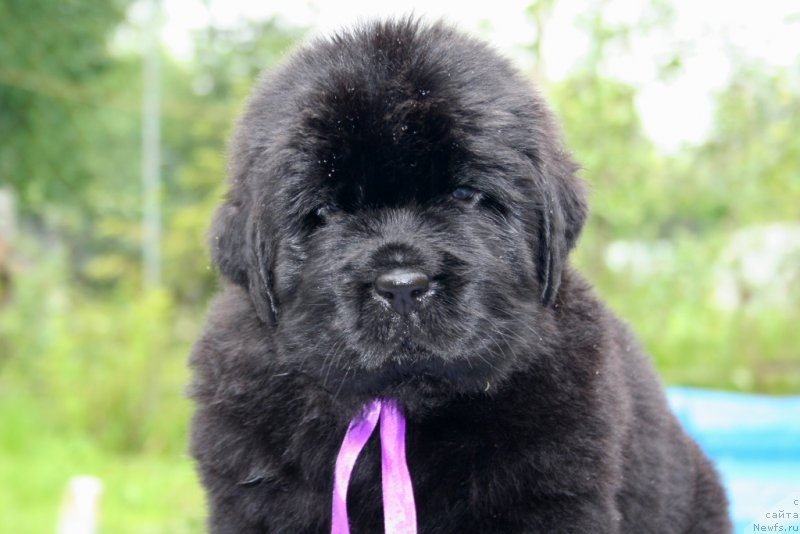 Фотография № 157586