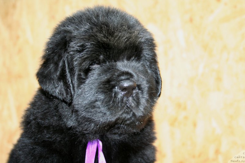 Фотография № 157587