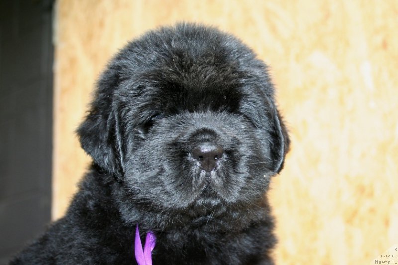 Фотография № 157588