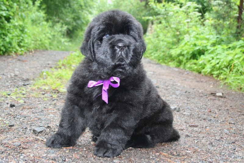 Фотография № 157589