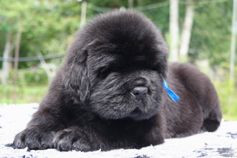 Фотография № 157592