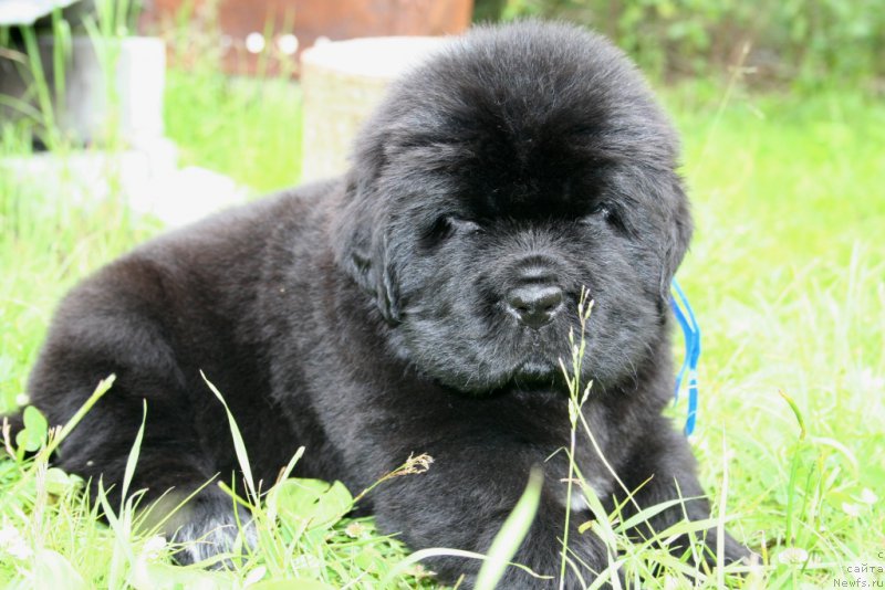 Фотография № 157595