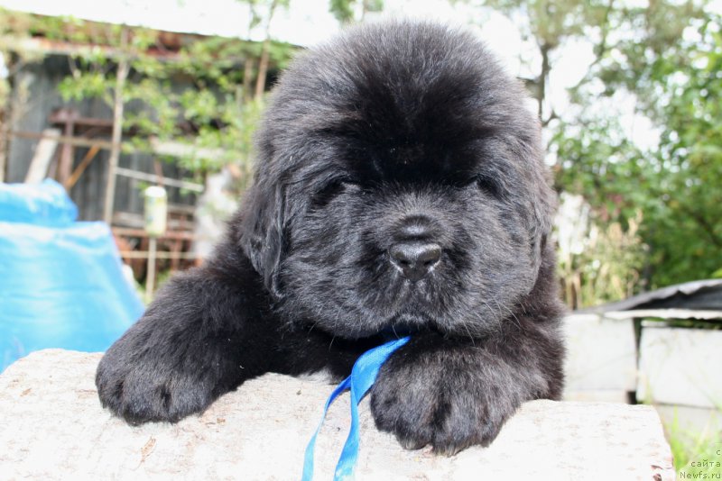 Фотография № 157596