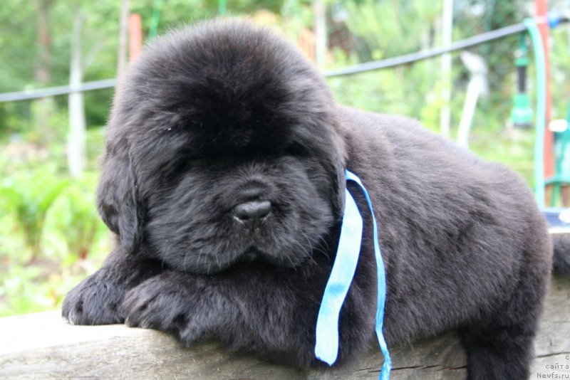 Фотография № 157597