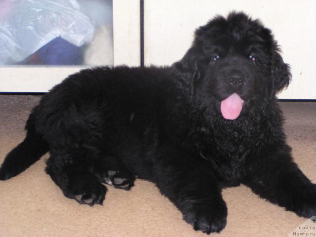 Фото: ньюфаундленд Plyushevaya Panda Gretta Garbi (Плюшевая Панда Гретта Гарби)