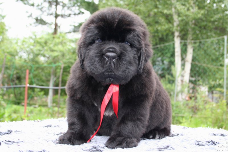 Фотография № 157609