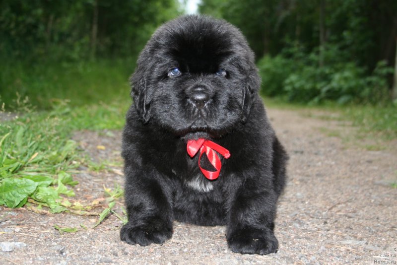 Фотография № 157612