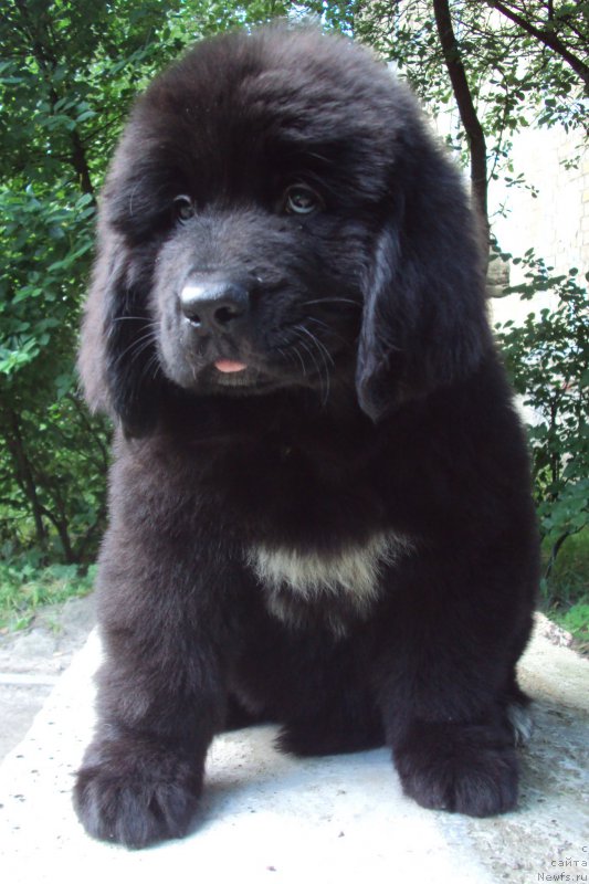 Фото: ньюфаундленд Big Sky Bear Kernel Yoshi