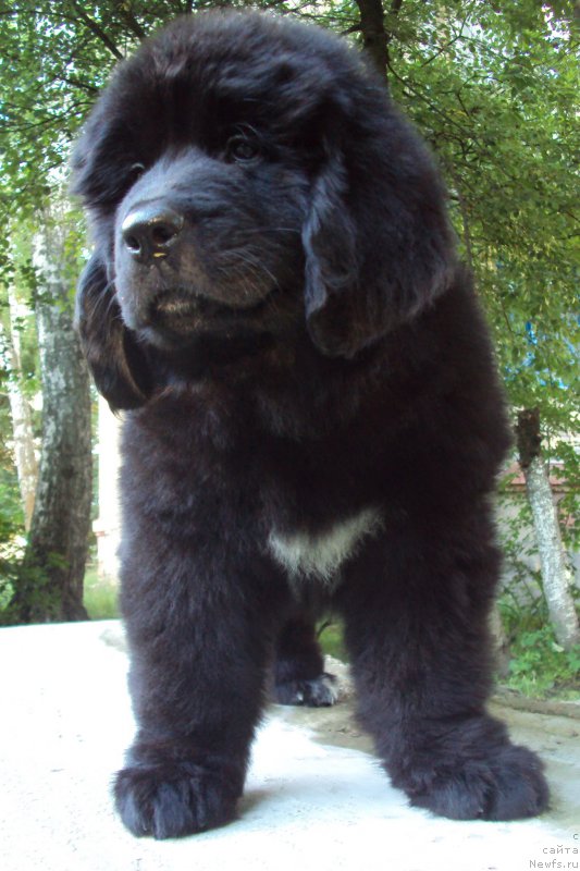 Фото: ньюфаундленд Big Sky Bear Kernel Yoshi