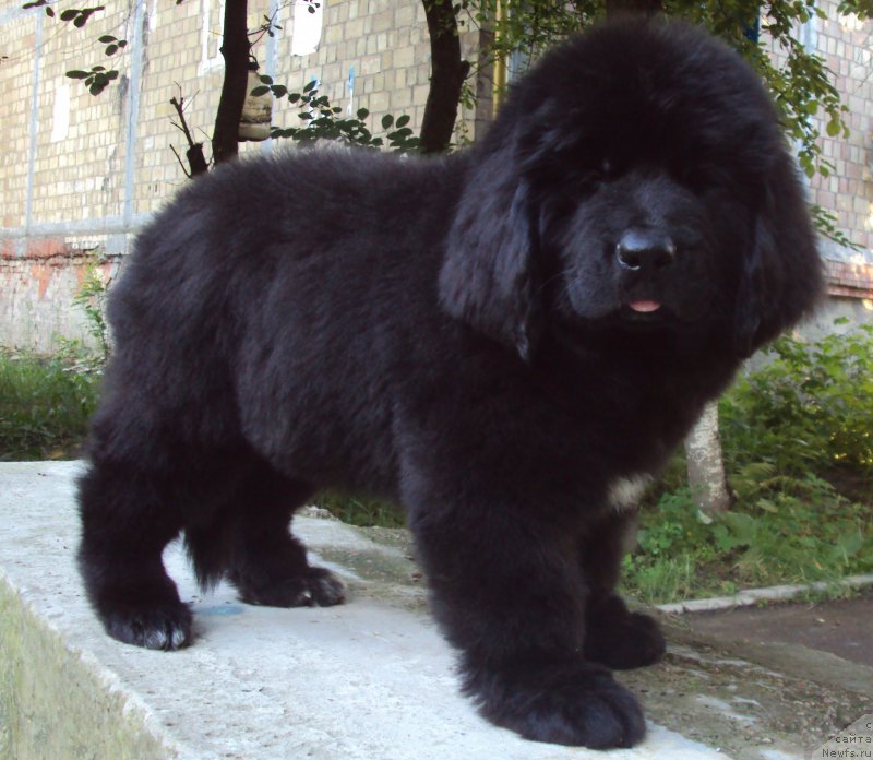 Фото: ньюфаундленд Big Sky Bear Kernel Yoshi