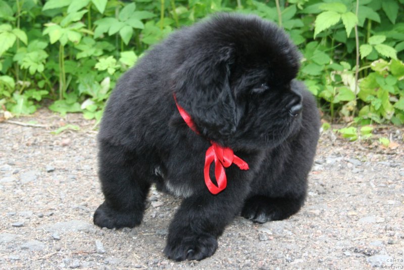 Фото: ньюфаундленд Chernaya Mafia Short and Sweet (Черная Мафия Шорт анд Свеет)