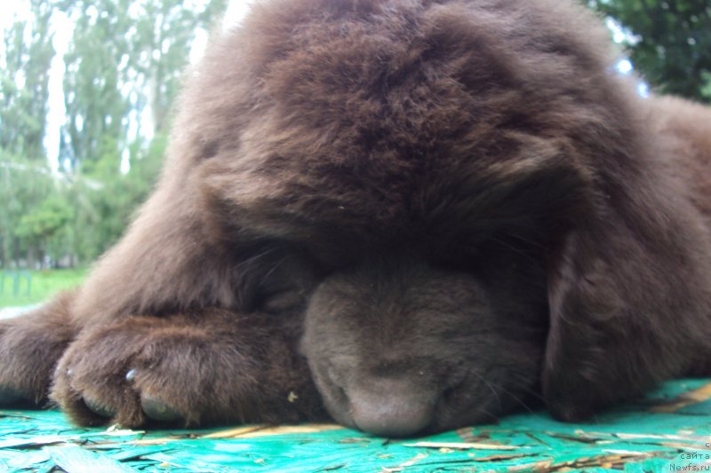 Фото: ньюфаундленд Big Sky Bear Kindle Ayumi