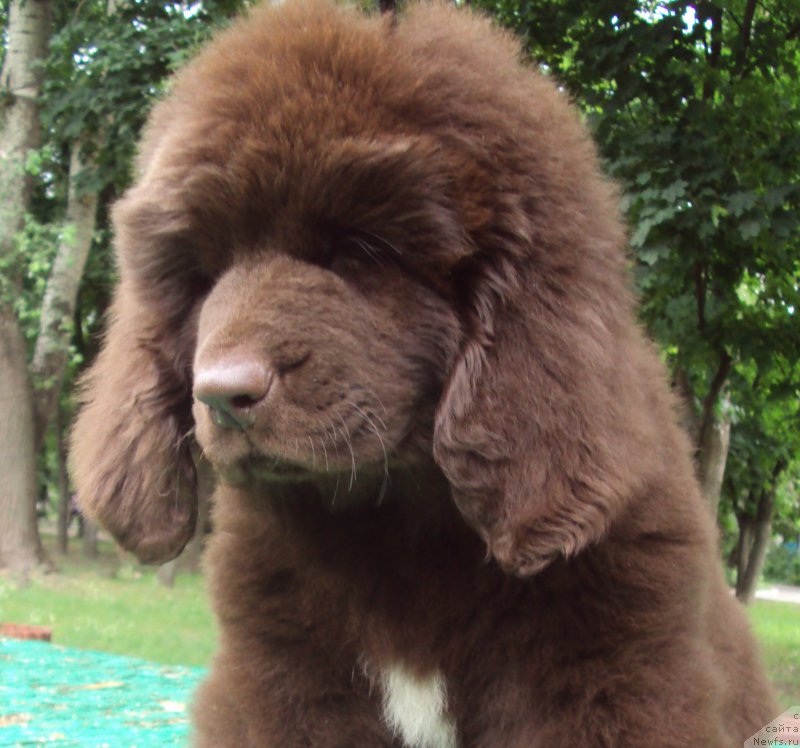 Фото: ньюфаундленд Big Sky Bear Kindle Ayumi