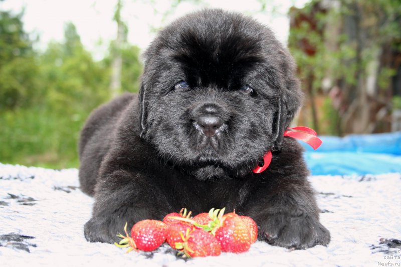 Фото: ньюфаундленд Chernaya Mafia Short and Sweet (Черная Мафия Шорт анд Свеет)