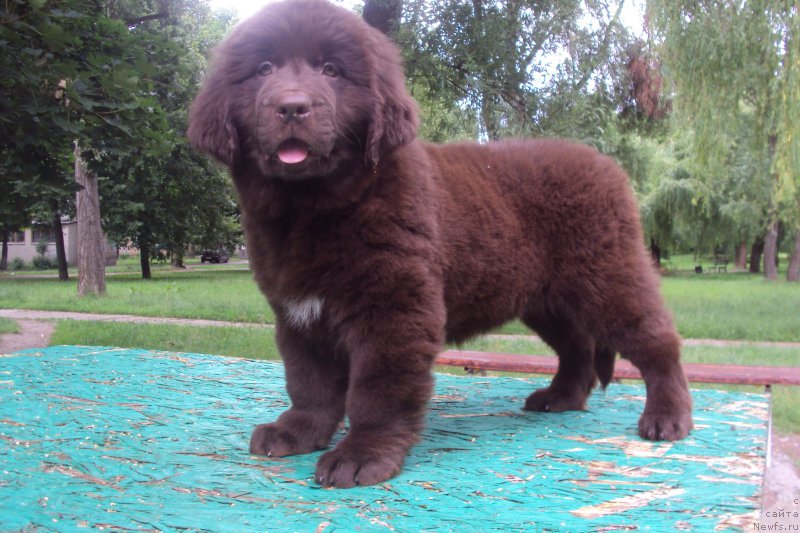 Фото: ньюфаундленд Big Sky Bear Kio Key