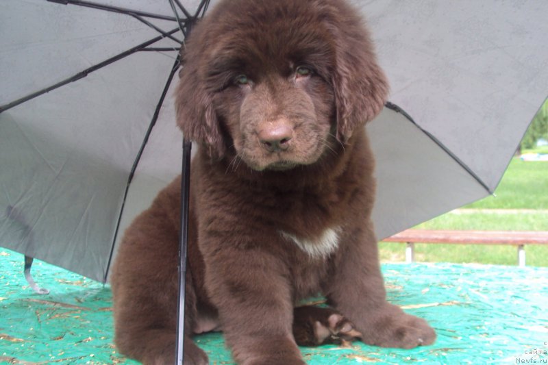 Фото: ньюфаундленд Big Sky Bear Kio Key