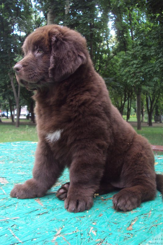 Фото: ньюфаундленд Big Sky Bear Kio Key