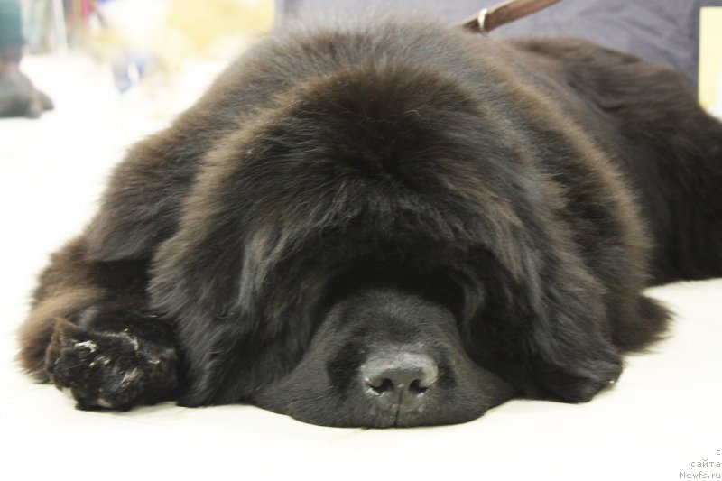 Фото: ньюфаундленд Cayuga Mescalero