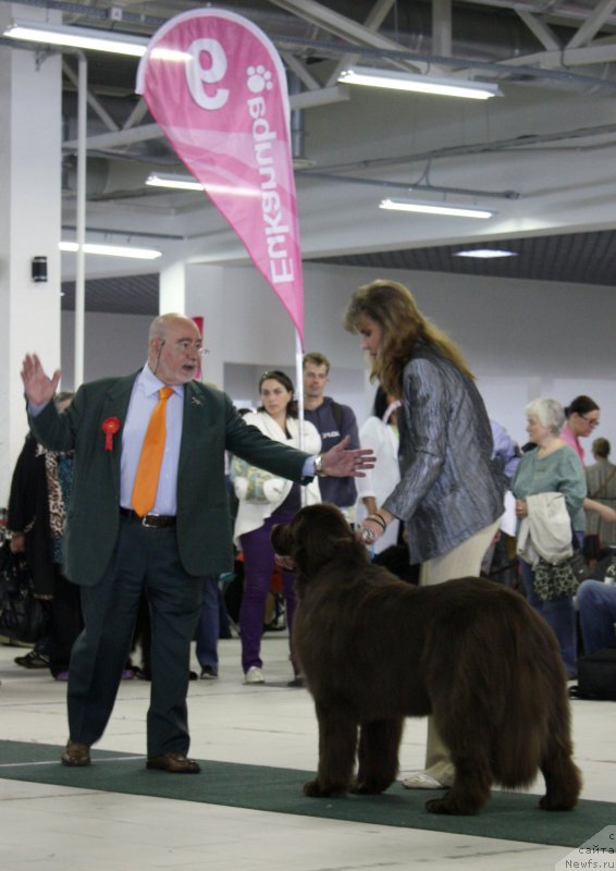 Фото: ньюфаундленд Aquatoriya Kelvin Heather Honey (Акватория Келвин Хизер Хани), YUliana Nikiforova (Юлиана Никифорова)