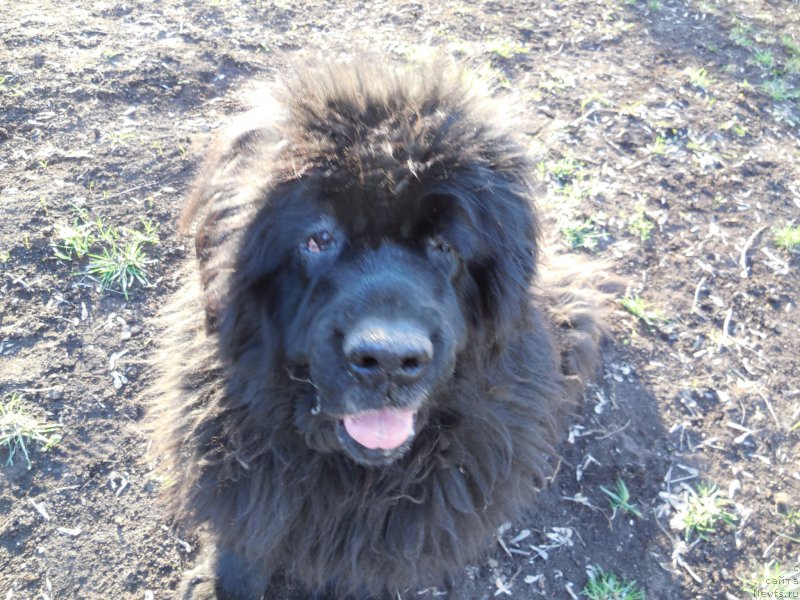 Фото: ньюфаундленд Nijumast Nadin Nimfa Chernogo Ozera (Ньюмаст Надин Нимфа Черного Озера)