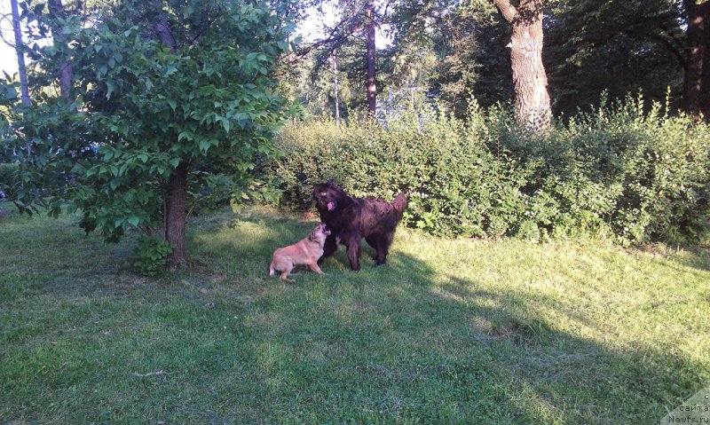 Фото: ньюфаундленд Sent Djons Gvendolin Glorius Garden (Сент Джонс Гвендолин Глориус Гарден)