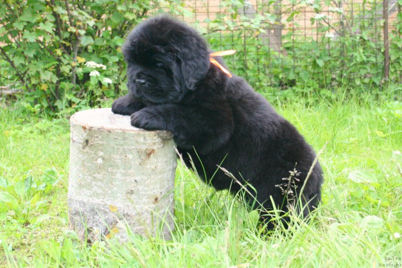 Фото: ньюфаундленд Chernaya Mafia She is a Lady (Черная Мафия Ше ис а Ладу)