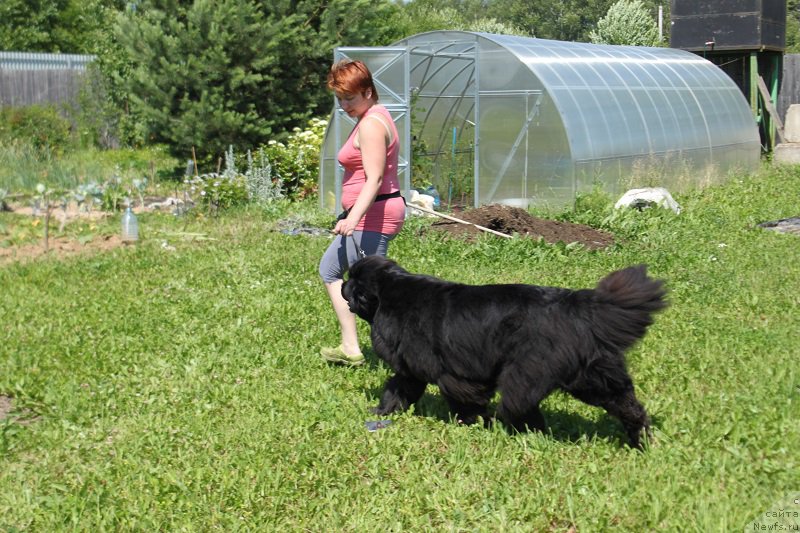 Фото: ньюфаундленд Grand Byebi Ariadna (Гранд Бэби Ариадна)