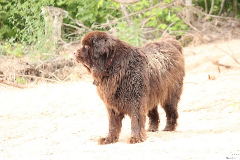 Фото: ньюфаундленд Zvezdnaya Toskana Lesnaya Raskrasavica (Звездная Тоскана Лесная Раскрасавица)