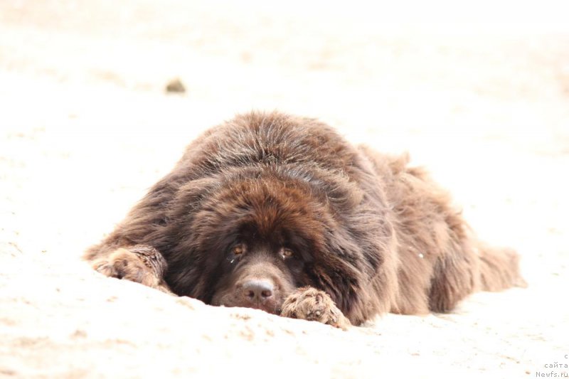 Фото: ньюфаундленд Zvezdnaya Toskana Lesnaya Raskrasavica (Звездная Тоскана Лесная Раскрасавица)