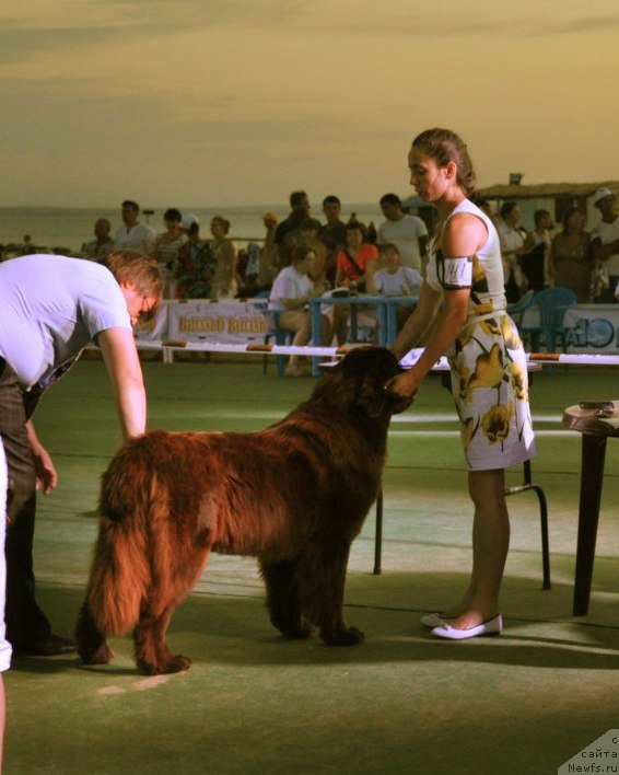 Фото: ньюфаундленд Solnechnaya Kimberli (Солнечная Кимберли)