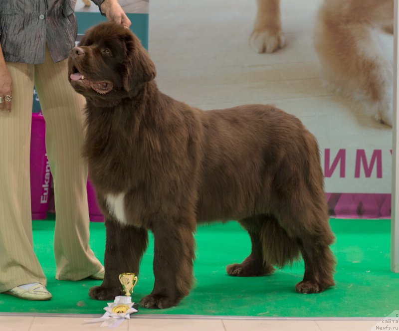 Фото: ньюфаундленд Aquatoriya Kelvin Heather Honey (Акватория Келвин Хизер Хани)