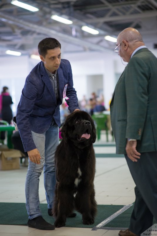 Фото: ньюфаундленд Smigar Love Story (Смигар Лав Стори)