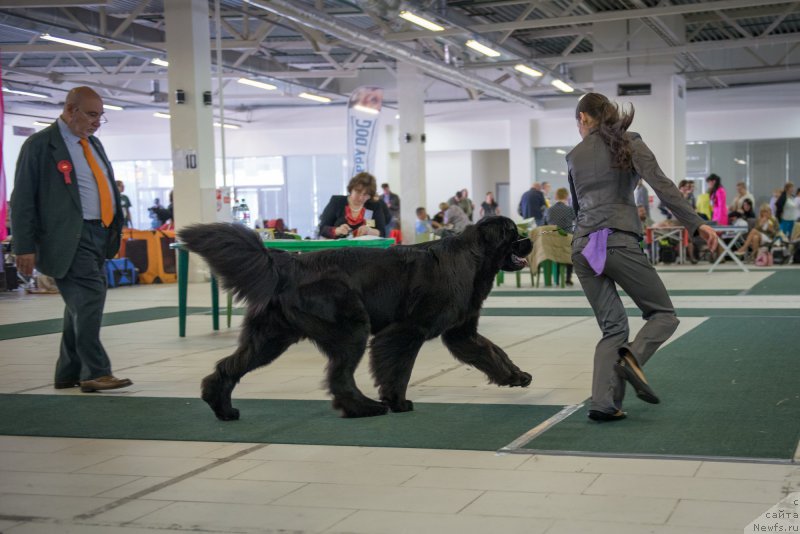 Фото: ньюфаундленд Beguschaya po Volnam Shaman (Бегущая по Волнам Шаман)