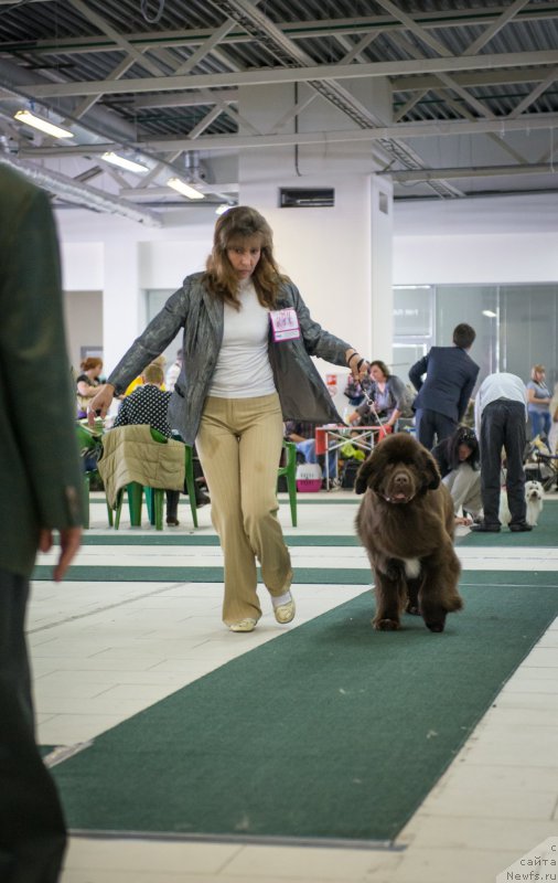 Фото: ньюфаундленд Aquatoriya Kelvin Heather Honey (Акватория Келвин Хизер Хани)