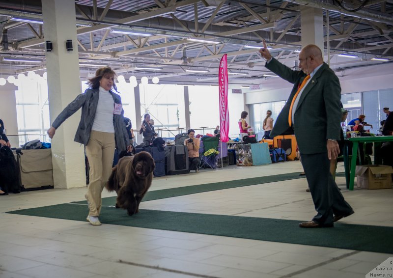 Фото: ньюфаундленд Aquatoriya Kelvin Heather Honey (Акватория Келвин Хизер Хани)