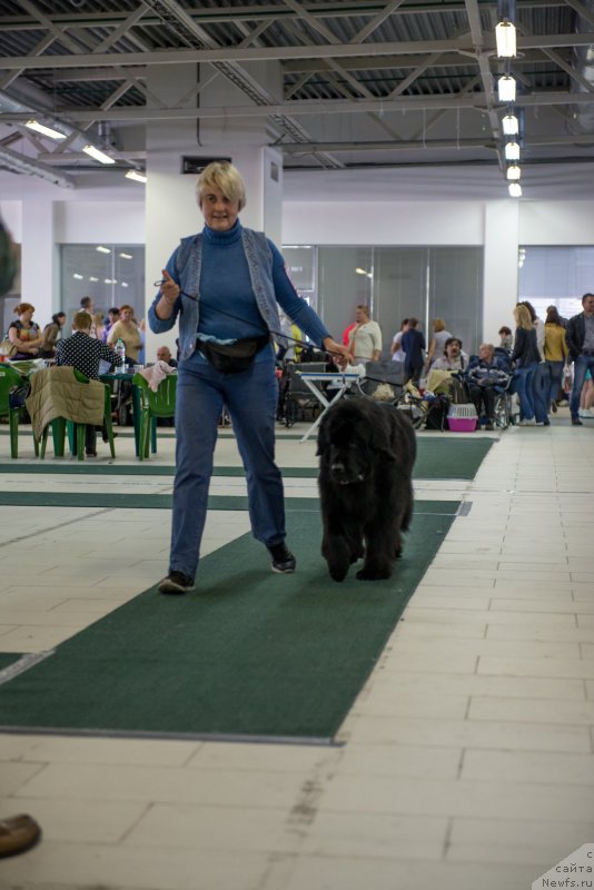 Фото: ньюфаундленд Funnewf Uletnaya Devchenka (Фанньюф Улетная Девчонка)