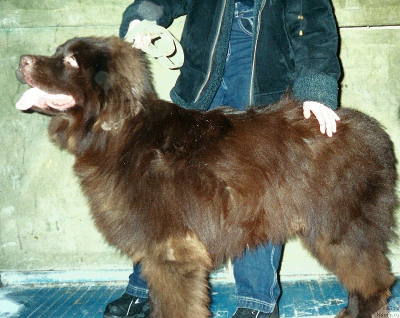 Фото: ньюфаундленд Peter-Bear Lakki Star (Петер-Беар Лакки Стар)