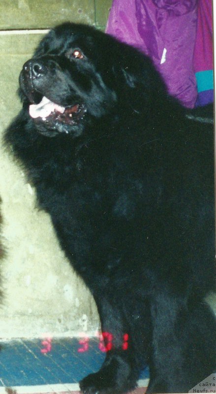 Фото: ньюфаундленд Peter-Bear Lambert Layt (Петер-Беар Ламберт Лайт)