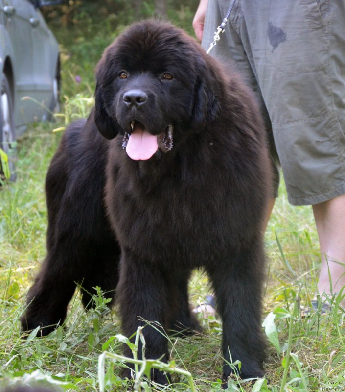 Фото: ньюфаундленд Amber CHarm Like A Boss (Амбер Чарм Лике А Босс)