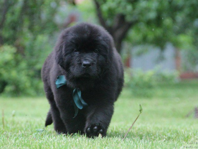 Фото: ньюфаундленд Zlato Volmari Arni (Злато Волмари Арни)