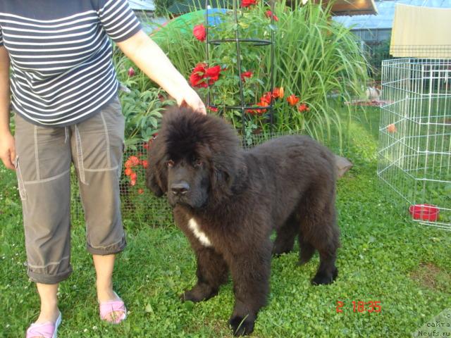 Фото: ньюфаундленд Piternyuf Zhora Piterskiy (Питерньюф Жора Питерский)