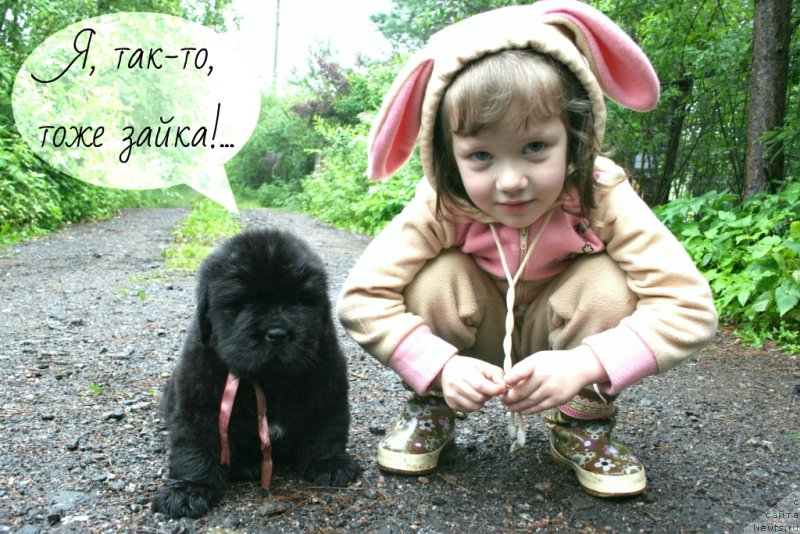 Фото: ньюфаундленд Chernaya Mafia Shengen Visa (Черная Мафия Шенген Виза)