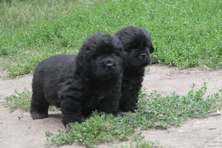 Фото: ньюфаундленд A'Portos s Berega Dona (А'Портос с Берега Дона), ньюфаундленд Atos s Berega Dona (Атос с Берега Дона)