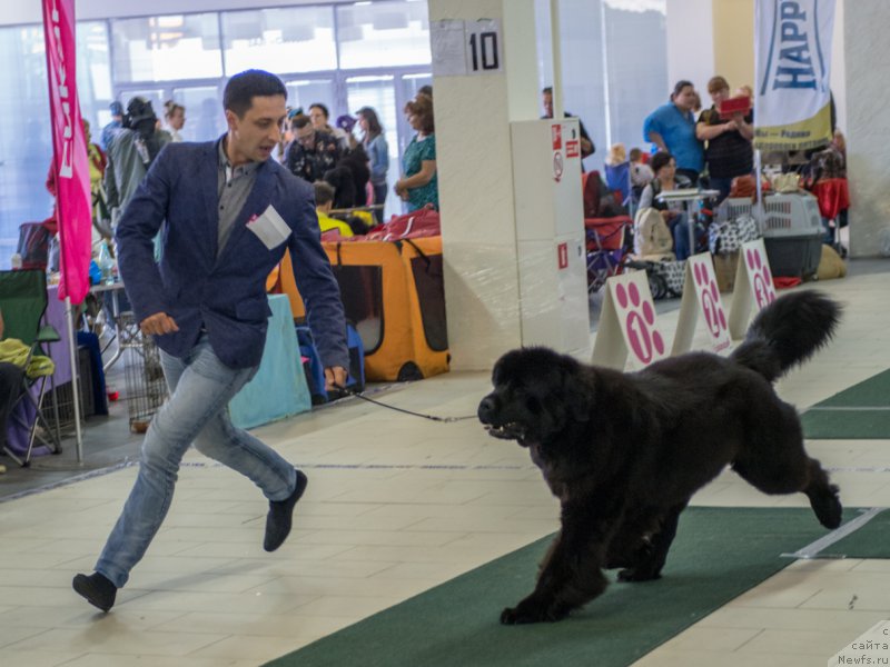 Фото: ньюфаундленд Smigar Love Story (Смигар Лав Стори), Aleksandr Korotkov (Александр Коротков)