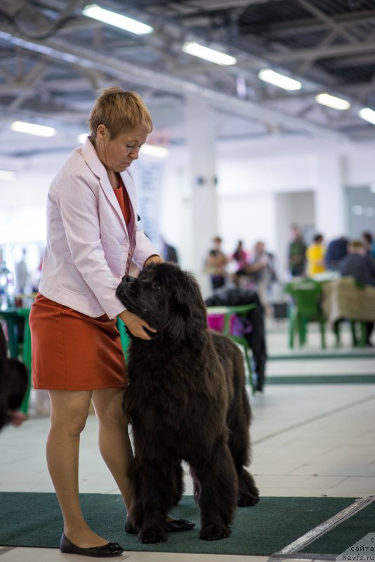 Фото: ньюфаундленд Rain Coast Inner Voice, Tat'yana YAkovleva (Татьяна Яковлева)