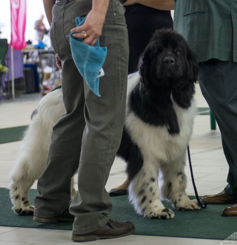 Фото: ньюфаундленд Plushevayа Panda Haira (Плюшевая Панда Хаира)